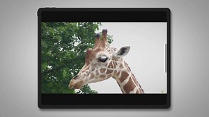 Can Cats Eat Cheetos? Concerns & Reflections