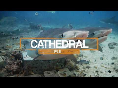 Hand feeding Tiger Sharks at the Cathedral dive site, Fiji!!