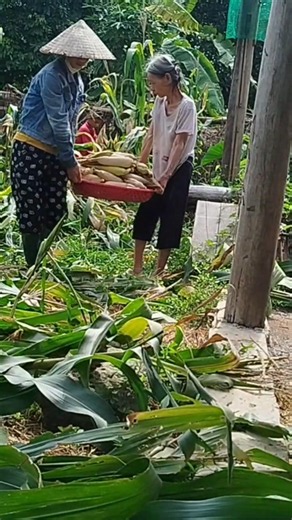 The mother and daughter went to pick corn. Poor rural life in Vietnam