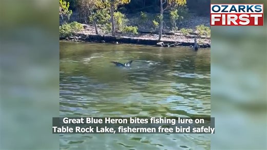 WILD FISHING STORY! Two fishermen at Table Rock Lake accidentally caught a Great Blue Heron Friday morning. Check out the story for how it happened and how they carefully freed it 👇 | Ozarks First