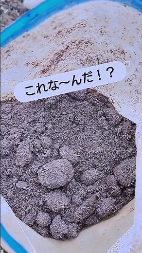 【自然栽培】珈琲かすの再利用ぼかし・虫除けに使えるんです！他にも変わったことをした動画があります！ #七色のつる #家庭菜園 #自然栽培 #野菜 #無農薬 #畑