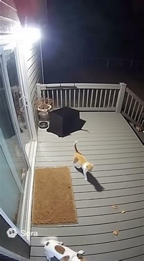 These Pets Understood the Assignment: Bear DEFEATED!