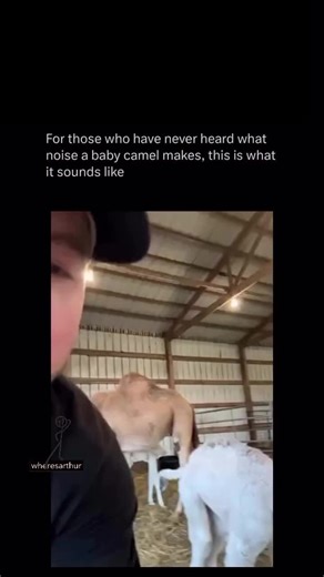 Camels have some of the most expressive voices in the animal kingdom — groans, moans, bellows, grunts, and those deep, almost human-sounding calls. Because they have unusually long vocal tracts and powerful resonating chambers in their throats, their sounds can echo, stretch, and bend in ways that mimic the tone and rhythm of human voices. That’s why a camel can sound like it’s “crying,” “laughing,” or even “yelling” when really it’s just communicating the camel way. These vocalizations help the