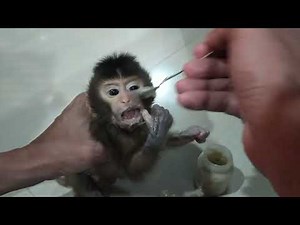 finally got a baby macaque monkey, lovely fauna Youtube channel