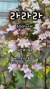 #SG워너비#라라라#조영수 작곡#베리 작사 2008년4월24일발매#포크#자엽펜스테몬#꽃말은혜#lalala