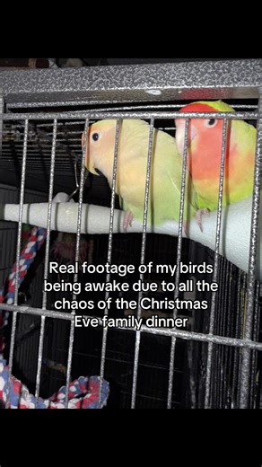 Understanding Bird Perches for Better Care