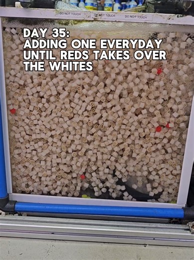 Adding a Red K1 Filter Media to My Aquarium Sump