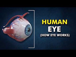 Human Eye Anatomy : Structure and Function 3d animation