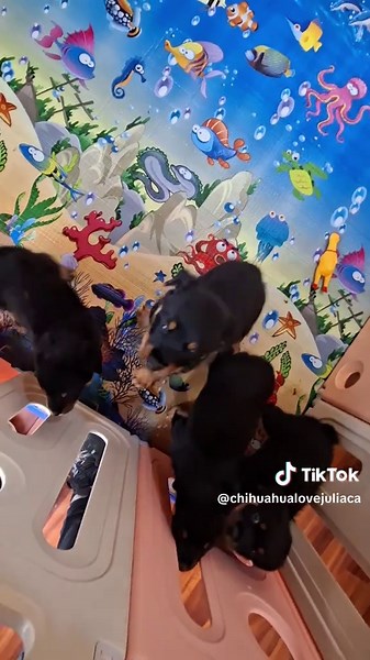 Rottweiler en adopción: una belleza real para ti