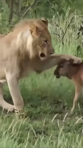 Wild World | This is a video showing the predatory behavior of a male lion towards a baby antelope.
