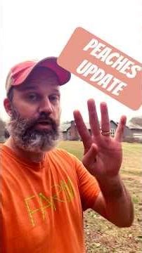 Update on our ‪@tractorsupply‬ Peach tree and others! #peaches