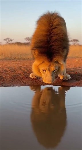 Ultra-Realistic Lion Drinking Water Loop 🦁 | 4-Second Seamless Wildlife Reflection (Sora AI 4K)