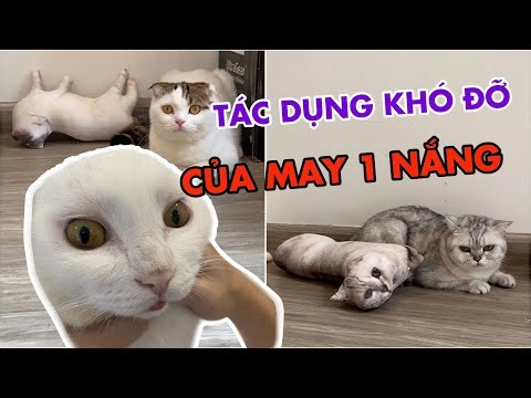 Sự tích về May, July và No 1 nắng | maly.gaugau