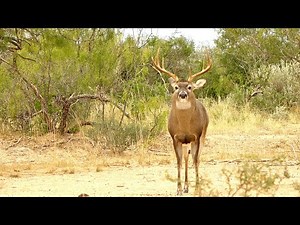 Hunting Ten Point Bucks with TenPoint Crossbows