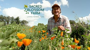 Herbal Teas? How about Herbal Teas Direct From the Farm? At Sacred Blossom Farm, we grow, dry, and package over 25 herbs for you on our small Wisconsin herb farm. Regeneratively grown without GMOs & chemicals. Free shipping on all orders! | Sacred Blossom Farm