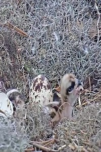 87K views · 879 reactions | Baby eagle eating food  #bird #nature | Million Viewer | Facebook