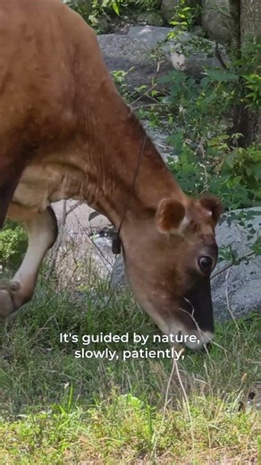 🍂 Leaves, Time & Texture | The Beauty of Eco Print