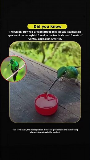 Green-crowned Brilliant: A Jewel in Flight That Drinks Without Landing. #shortsfeed #viralshorts .