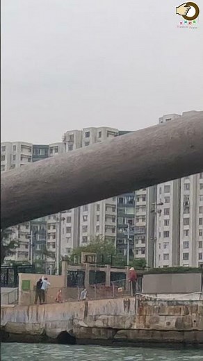 紅磡岸釣中什麼巨物，3人協力 | 香港釣魚 | 岸釣 | 紅磡 | 手絲釣魚 | #Shorts