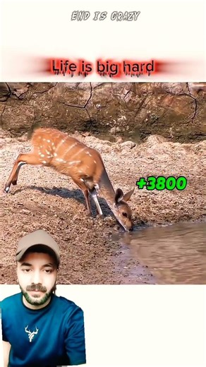 Animal video | Animal shorts | reaction video | #deer #animals #wildlife #trending #viral #youtube