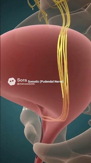 Bladder Innervation – Neural Control of Micturition | 3D Medical Animation #shortvideo