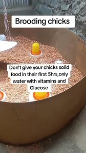Yau za mu dan taba magana a taqaice akan brooding ( ma'ana rainon qananun kaji) Daga rana ta farko ko lokaci na farko daka kawo day old kajin ka, karka basu abinci, ka basu glucose da multivitamin susha na tsawon awa 3 zuwa hudu sannan ka kawo abinci ka barbaza musu. Abu na biyu, duk girman wajen ka, ka samu wani abu kamar wannan ka killace su, kewayayye ba mai corner ba, wannan kayi shi musamman in zabo ne kaza ba, masu zabo suna asara dayawan gaske, in suka ajiye qananun zabi sai suje su cure 