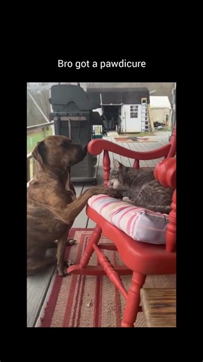 Funniest Pet Fails Compilation 2025 | Hilarious Cat and Dog Moments Gone Wrong