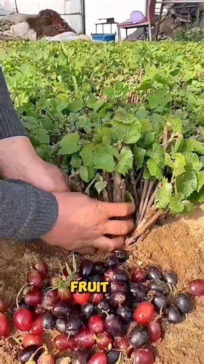 How to Grow a Grape Vine From Cuttings | Easy Propagation Method!