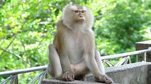 Monkeypox Virus Tropical Forests Outbreaks 2022 Stock Footage Video (100% Royalty-free) 1075450703 | Shutterstock