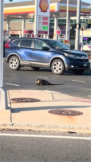 Animal control in West Hartford warns drivers of wild turkey crossing busy roads