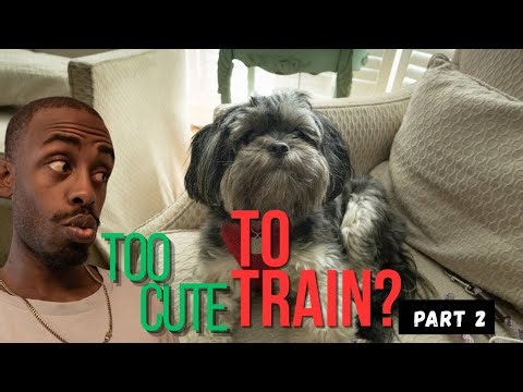 Shih Tzu Private Training Session | Part 2