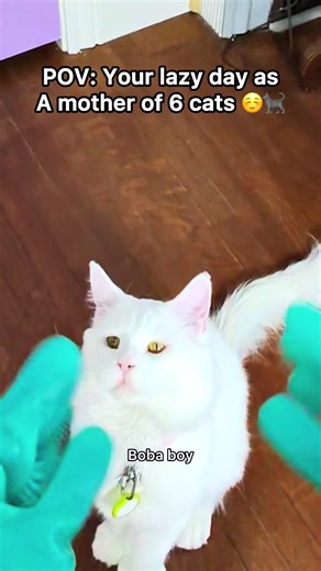 Cat's Messy Tail: Eufy Vacuum to the Rescue