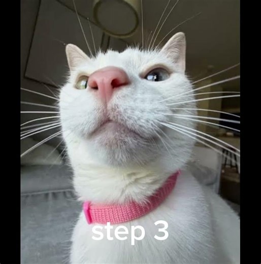 how to go camping tutorial part 28 #cat #usefultips #helpful