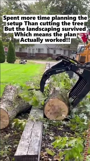 How to Drop a Tree Without Ruining Your Yard 🌳