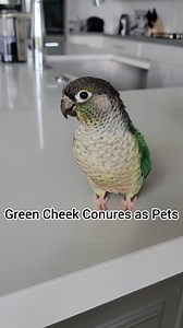 Green cheek conures are small, predominantly green birds originating from South America. They are often recommended as playful, affectionate, relatively quiet family pets. I have had 5 green cheek conures over the years, and here is what I have learned about their personalities. Remember, every bird is an individual, and these are generalizations based on my own personal experiences. While conures do vocalize at a lower decibel than many parrots, including other conures, they may vocalize freque