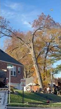 🌲 Seconds From Disaster… Tree Cutting Accidents