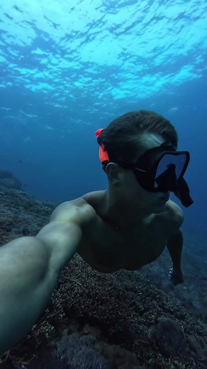 Exploring the Rarity of Great White Sharks in Bali