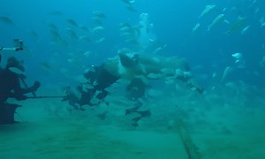 Giant Goliath Grouper Tries To Bite The Head Off Of Scuba Diver | Whiskey Riff