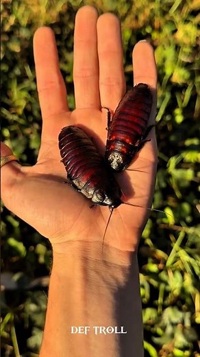 incredible animal transformation cockroach