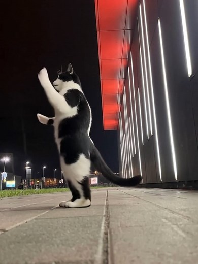 Experience the Energy of Gabber Dance Music