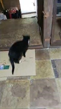 ダンス　ふりゅう　エイサー　ジルバ　マンボ　踊る　リアリティな笑顔で踊る→健康