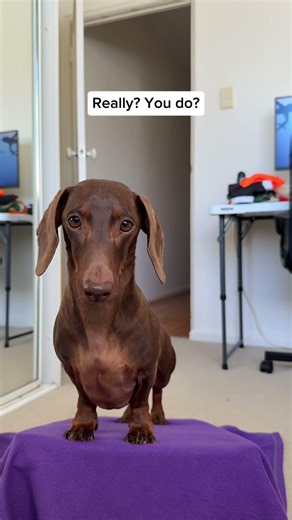Do you like his swim suit? 🏊🏊‍♀️🏊‍♂️ #swimsuit #fitcheck #haul #dachshund #sausagedog #cutedog