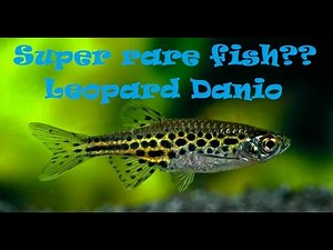 Leopard Danio - All u need to know!