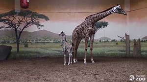 The Toronto Zoo's new baby giraffe has started to explore her indoor habitat 🦒 - 📹 The Toronto Zoo | blogTO