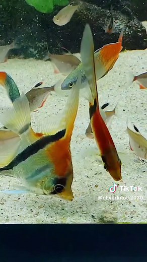 Beautiful Manacapuru Super Red Back Angelfish in Aquarium