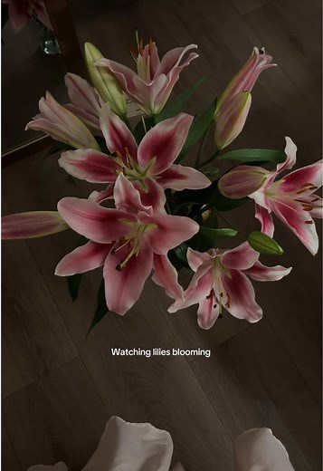 Lilies in Bloom: A Celebration of Beauty