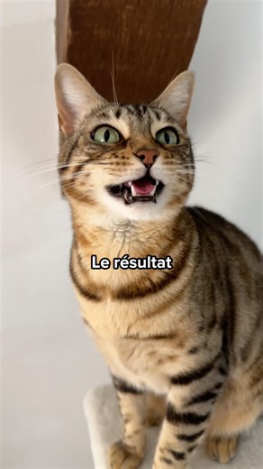 Cat vs. dog: who's more loyal? 😻😳 #cat #shorts #cats #catbehavior