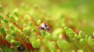Close-up Wildlife Ladybug Green Grass Forest Stock Footage Video (100% Royalty-free) 1093247543 | Shutterstock