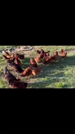 Fowl Run Essentials: Episode 5 - Common Fowl Run Mistakes to Avoid 🐓🔍 🤾Designing, maintaining, and managing a fowl run can be a rewarding experience, but it's easy to make mistakes that can impact the health and well-being of your chickens. Here are some common mistakes to avoid: ⛅Design Mistakes 🏗️ ✔️- Insufficient space: Providing too little space can lead to stress, health issues, and behavioral problems. Make sure to provide enough space for your chickens to move around comfortably 🐓. -