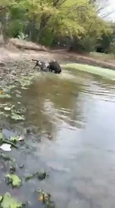 127K views · 26K reactions | Isso é o que eu chamo de mergulhar de...